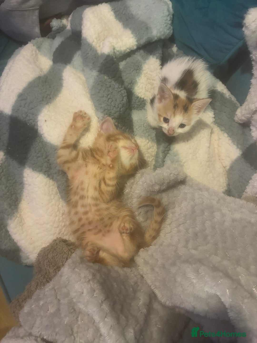 Domestic Shorthair cats for sale: Beautiful ginger & tabby kittens available 20 Dec - Advert 16