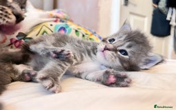 Maine Coon cats for sale: 🏆 PEDIGREE MAINE COON KITTENS GCCF 🏆  - Image 13