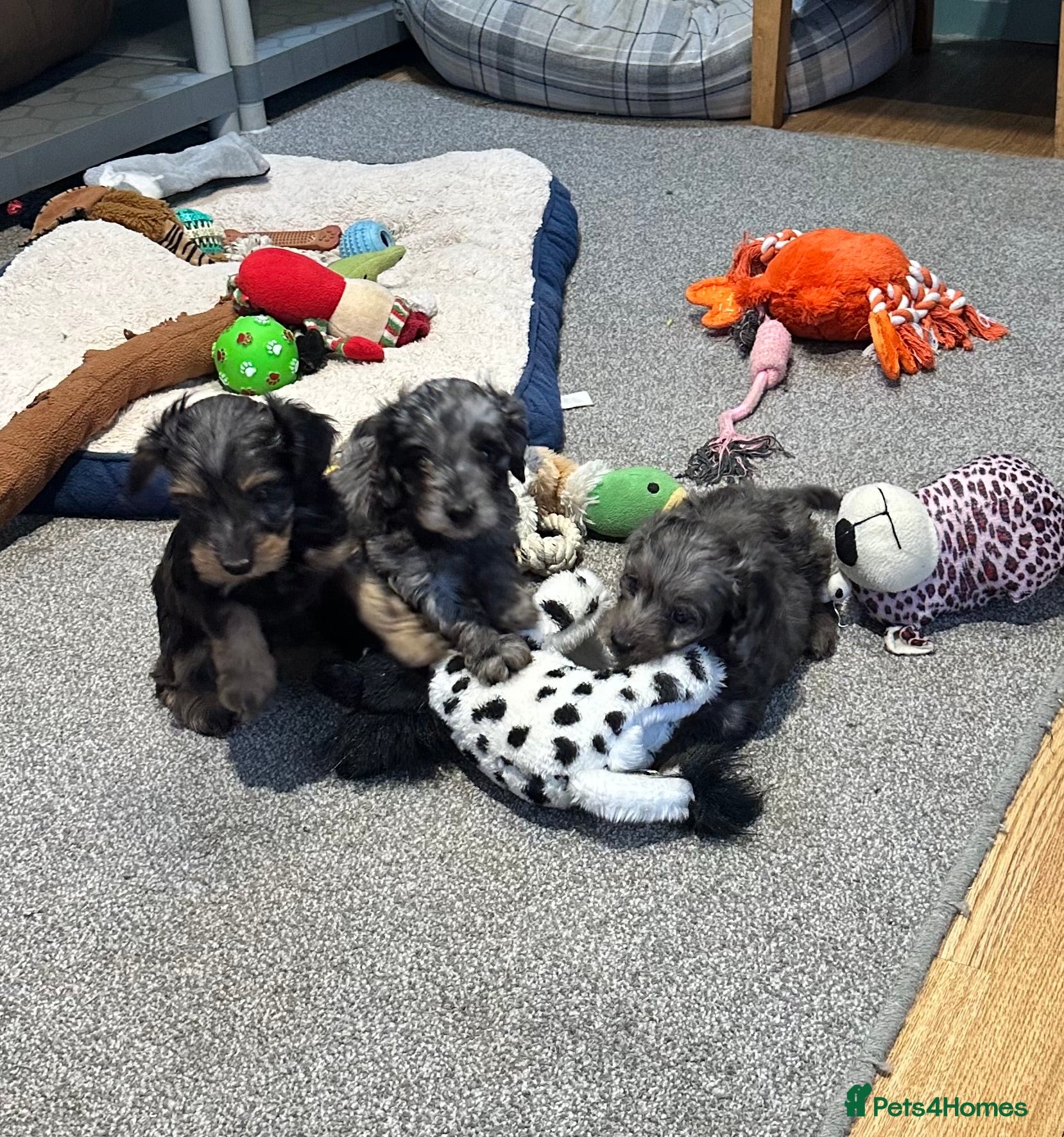Doxiepoo dogs for sale: Stunning dachshund/poodle pups - Advert 8