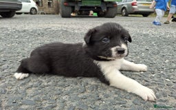 Mixed Breed dogs for sale: Border Collie x Australian Shepherd - Image 8