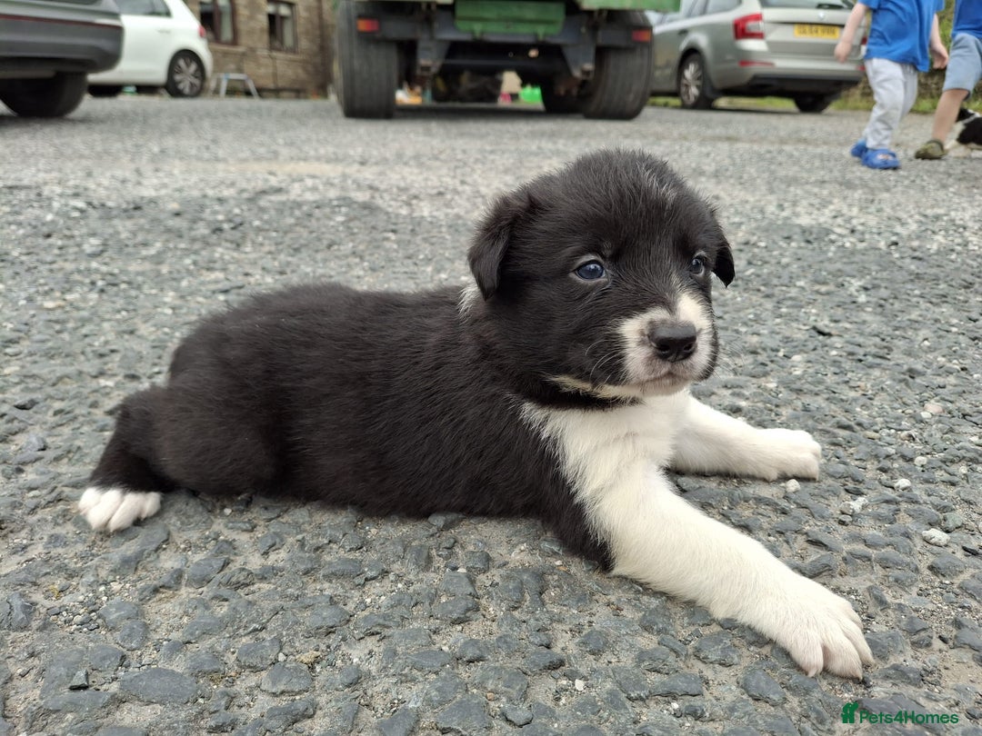 Mixed Breed dogs for sale: Border Collie x Australian Shepherd - Image 8