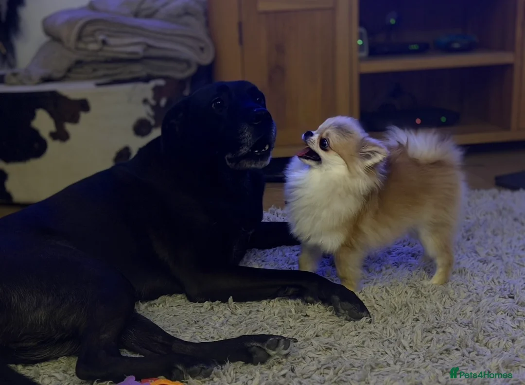 Pomchi dogs for sale: Pomchi looking for forever home - Advert 4