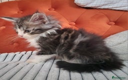 Mixed Breed cats for sale: Sweet Maine Coon mix for sale - Image 7