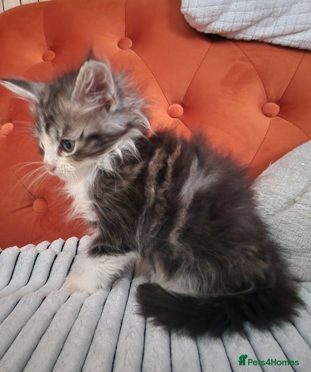 Mixed Breed cats for sale: Sweet Maine Coon mix for sale - Image 7