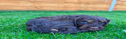 Cockapoo dogs for sale: Cockapoo Babies 🐾🐾🐾 - Advert 20