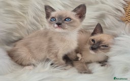 Snowshoe cats for sale: Stunning pedigree Snowshoe kittens  - Image 4