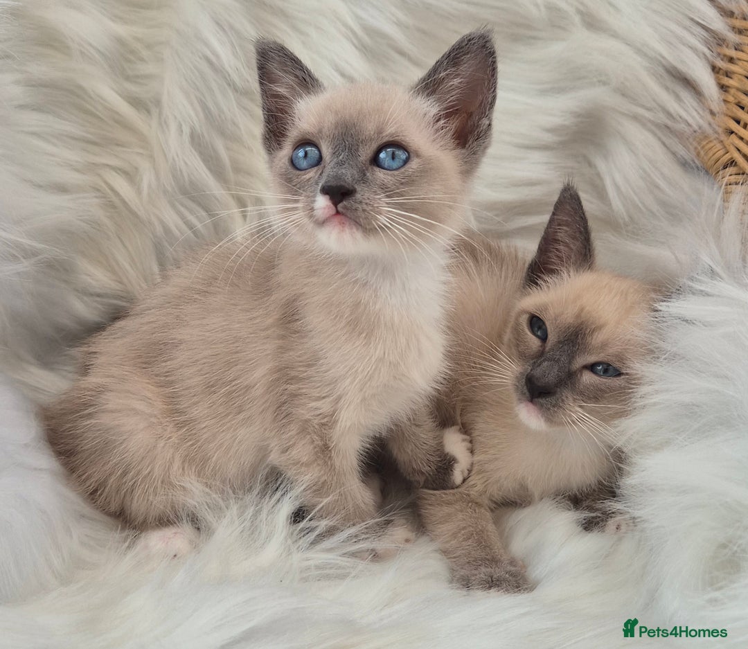 Snowshoe cats for sale: Stunning pedigree Snowshoe kittens  - Image 4