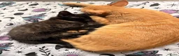 Mixed Breed cats for sale: Beautiful friendly home reared kittens , ready now - Advert 2