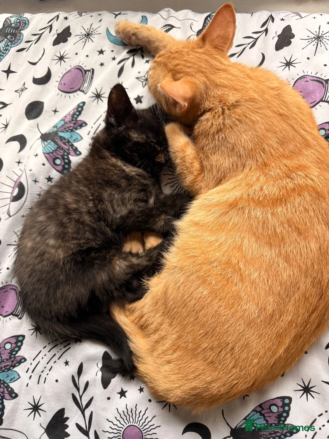 Mixed Breed cats for sale: Beautiful friendly home reared kittens , ready now - Advert 2