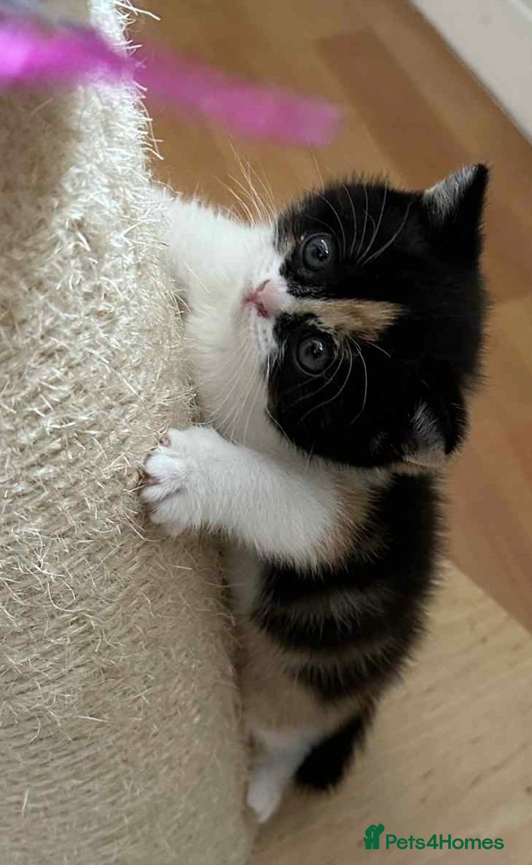 British Shorthair cats for sale: British Shorthair Pedigree Kittens - Image 14