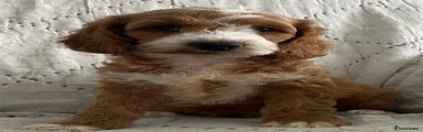 Cockapoo 1