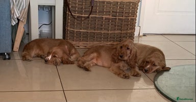 Cocker Spaniel dogs - Advert 7