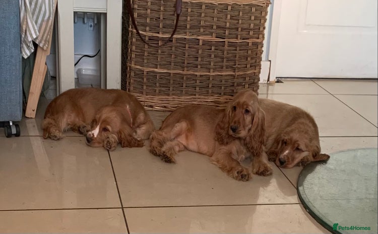 Cocker Spaniel dogs - Advert 16