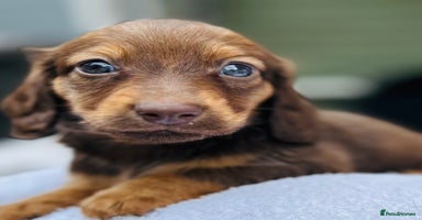 Dachshund dogs - Advert 15