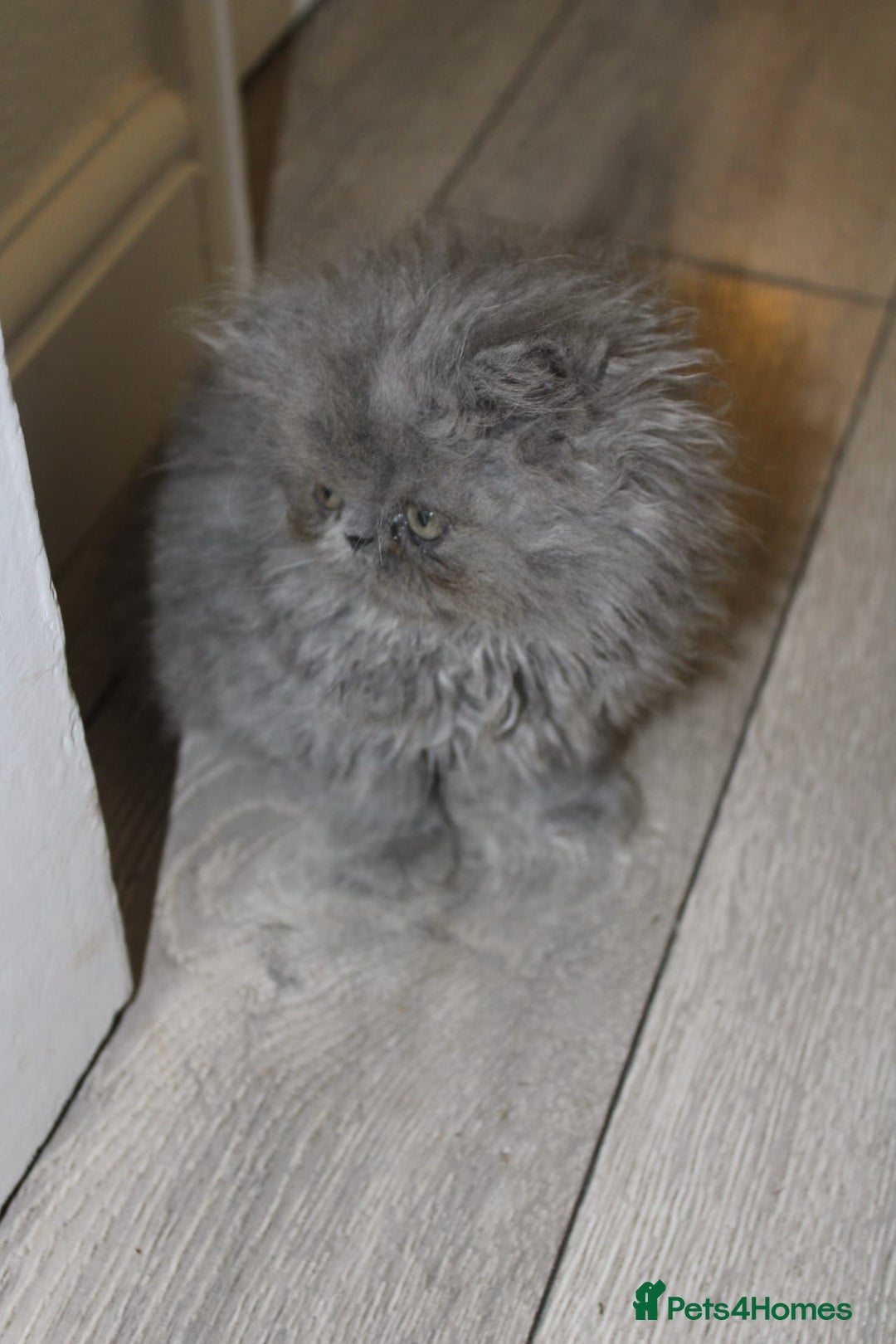Persian cats for sale: Beautiful Female Kittens Ready for Loving Homes - Advert 14