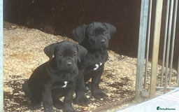 Cane Corso dogs for sale: Exceptional  - Image 8