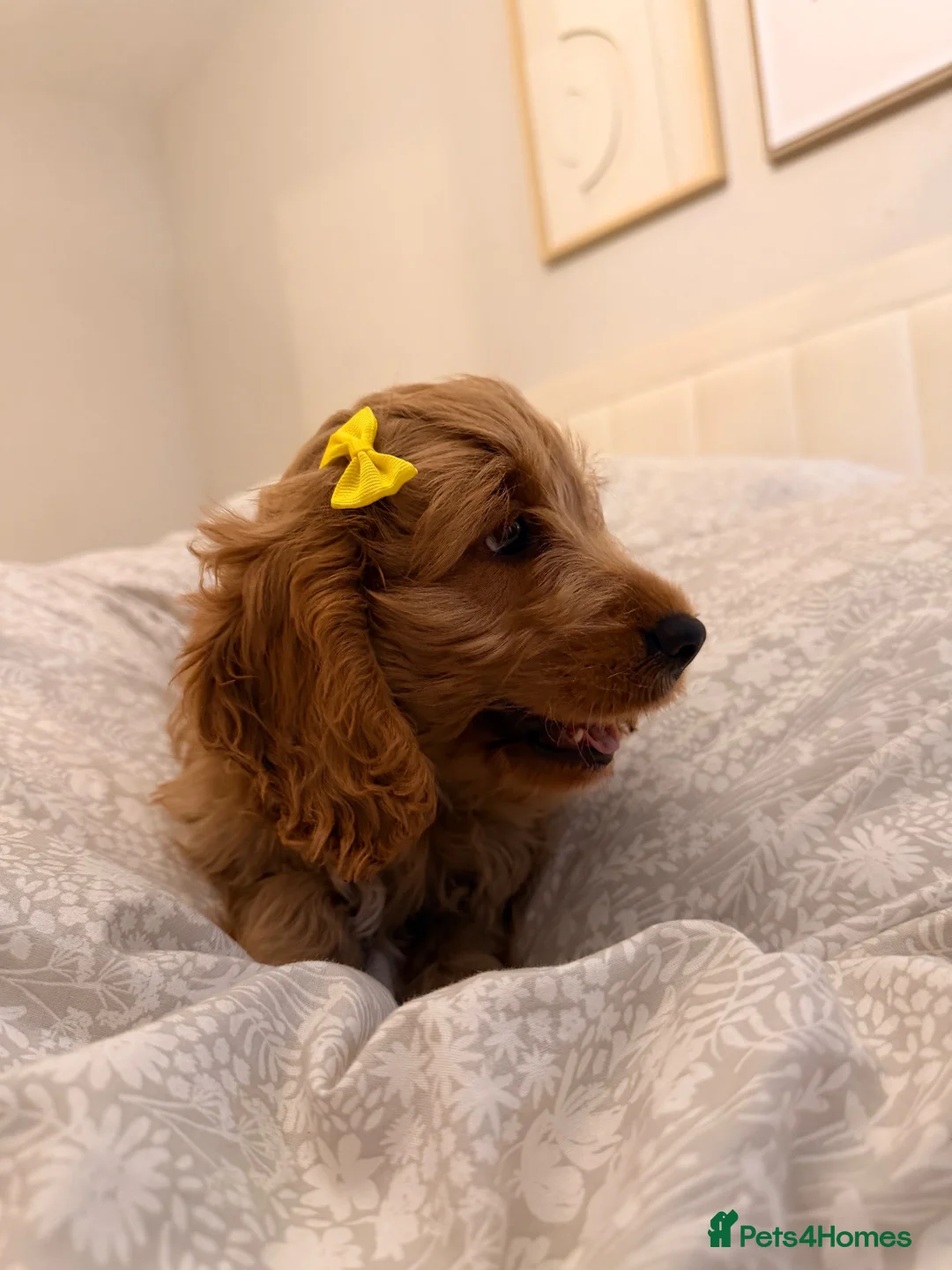 Cockapoo dogs for sale: FEMALE COCKAPOO LAST GIRL in Attleborough - Advert 2