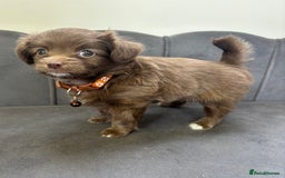 Chipoo dogs for sale: Stunning Chipoo Pups DNA Health Tested - Image 26