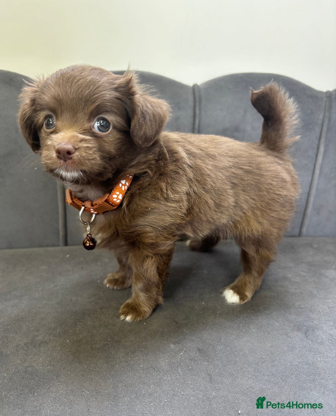 Chipoo dogs for sale: Stunning Chipoo Pups DNA Health Tested - Image 26