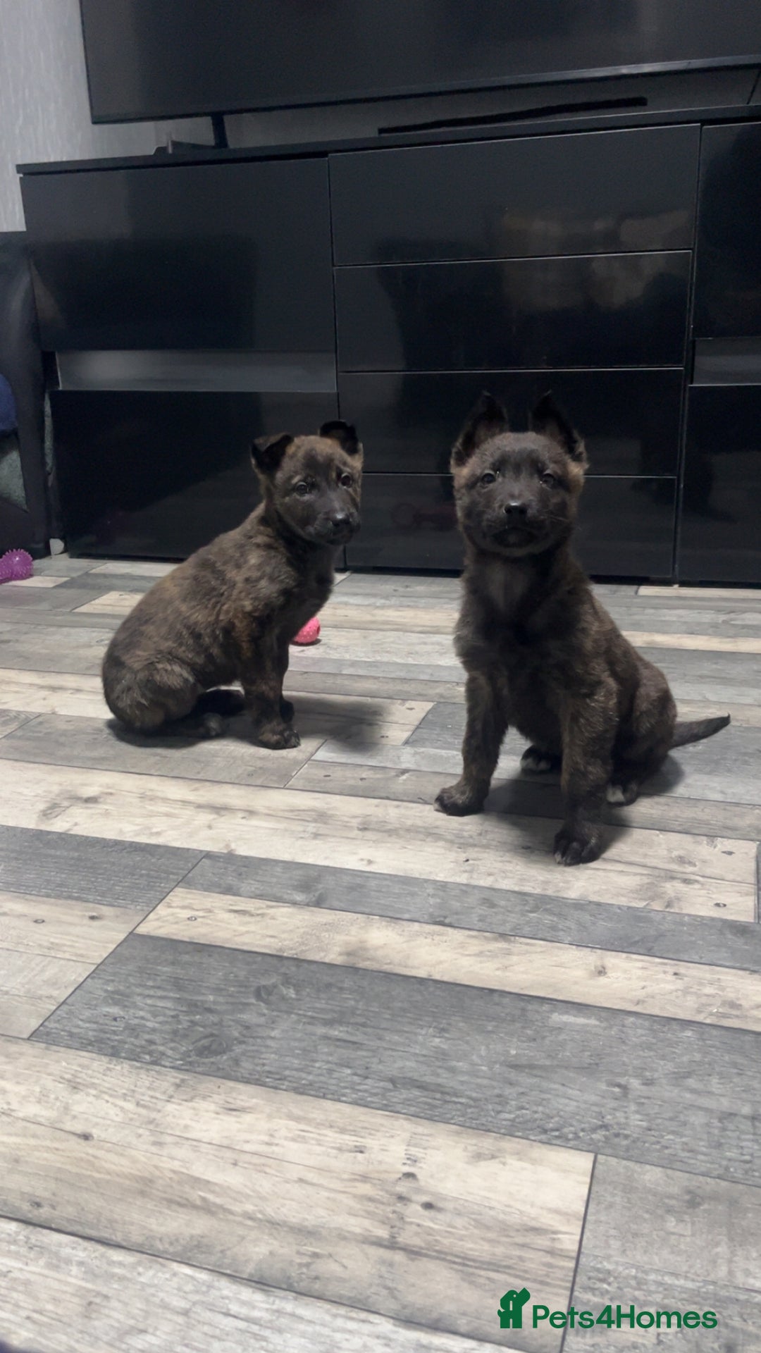 Belgian Shepherd Dog dogs for sale: Dutch herder x Belgian Malinois  - Advert 3