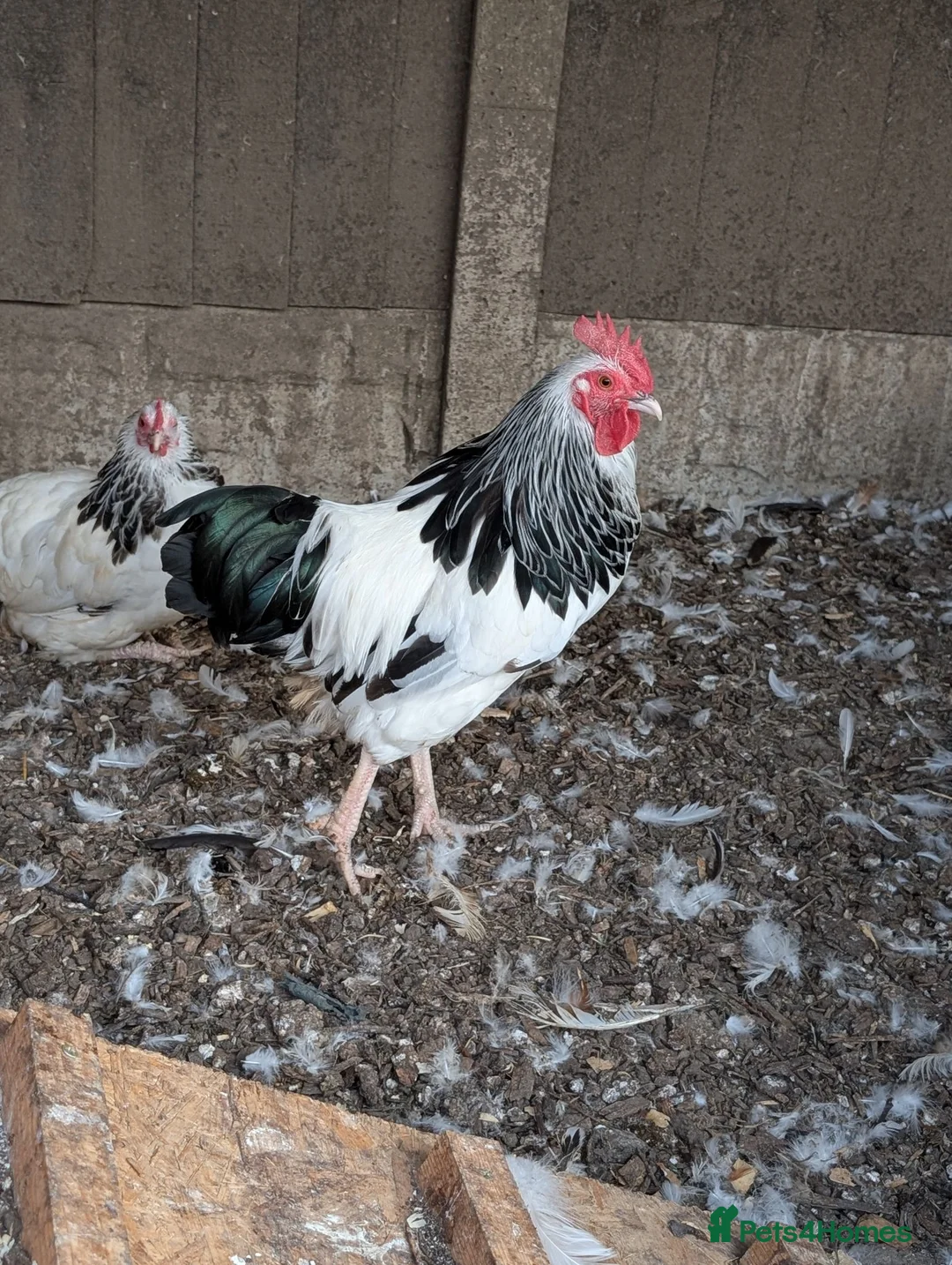 Chickens poultry for sale: Trio light Sussex bantams  - Advert 2