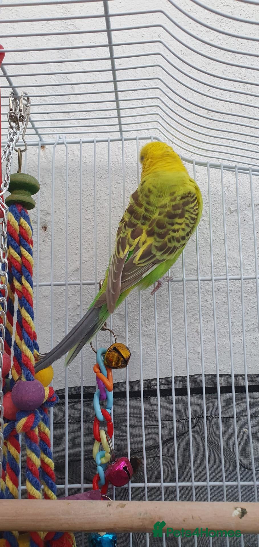 Budgerigars birds Budies for sale - Advert 1