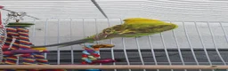 Budgerigars birds for sale: Budies for sale in Northampton - Advert 1