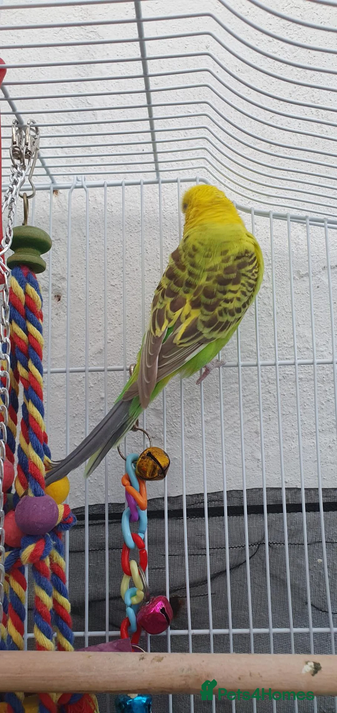 Budgerigars birds for sale: Budies for sale in Northampton - Advert 1