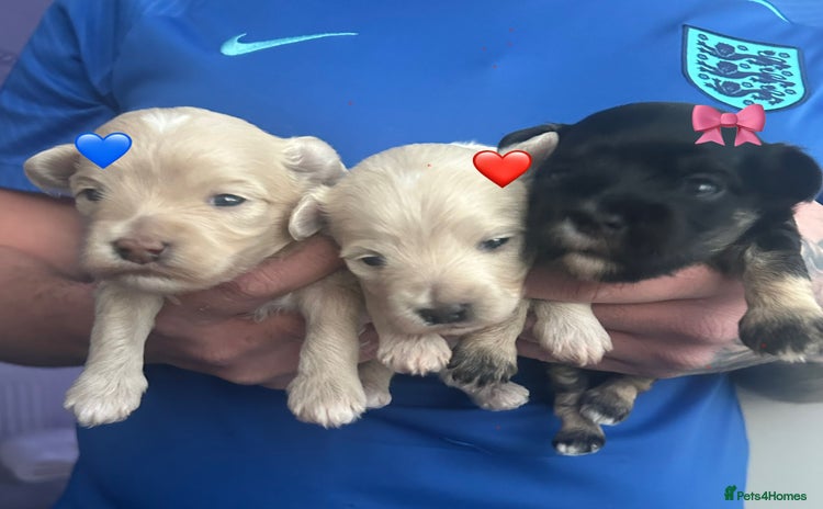 Maltipoo dogs - Advert 16