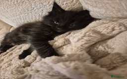 Maine Coon cats for sale: LAST maine coon for sale  - Advert 2