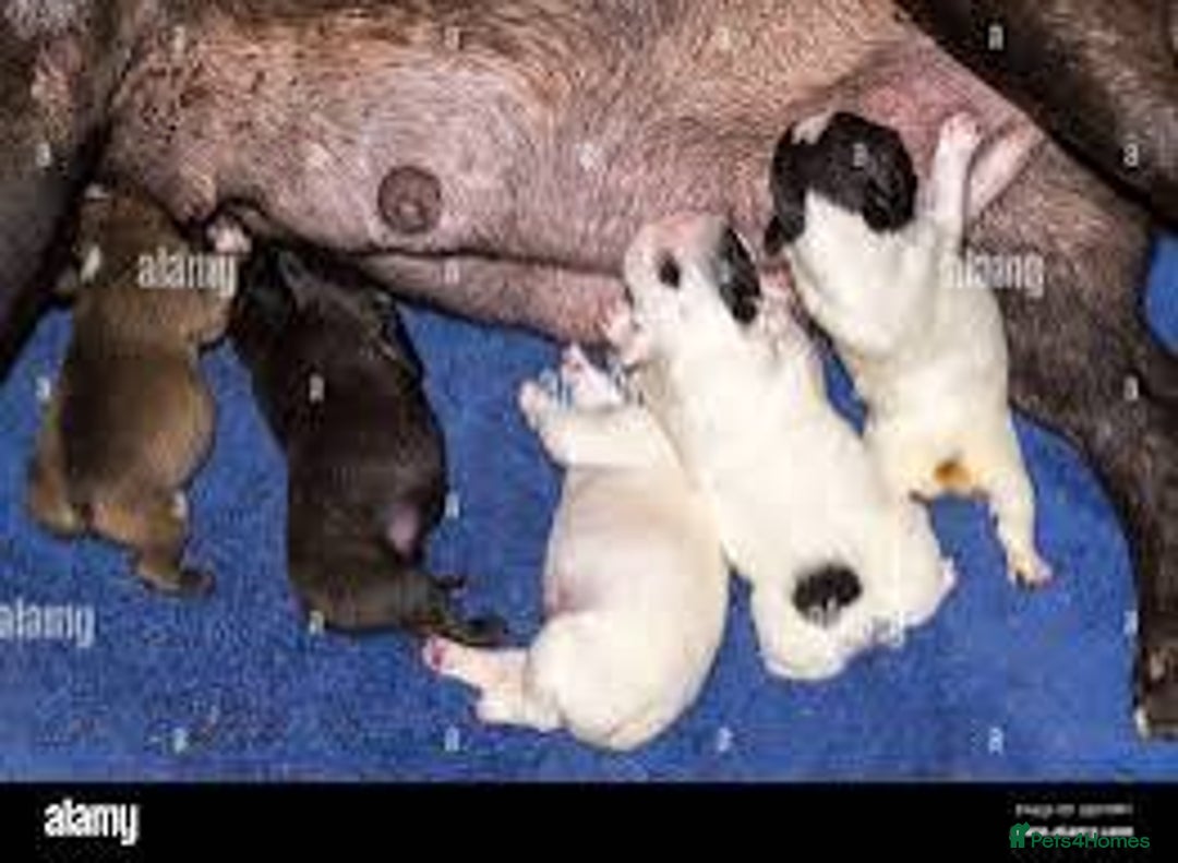 French Bulldog dogs for sale: 2 male French bull dog puppies  - Image 3