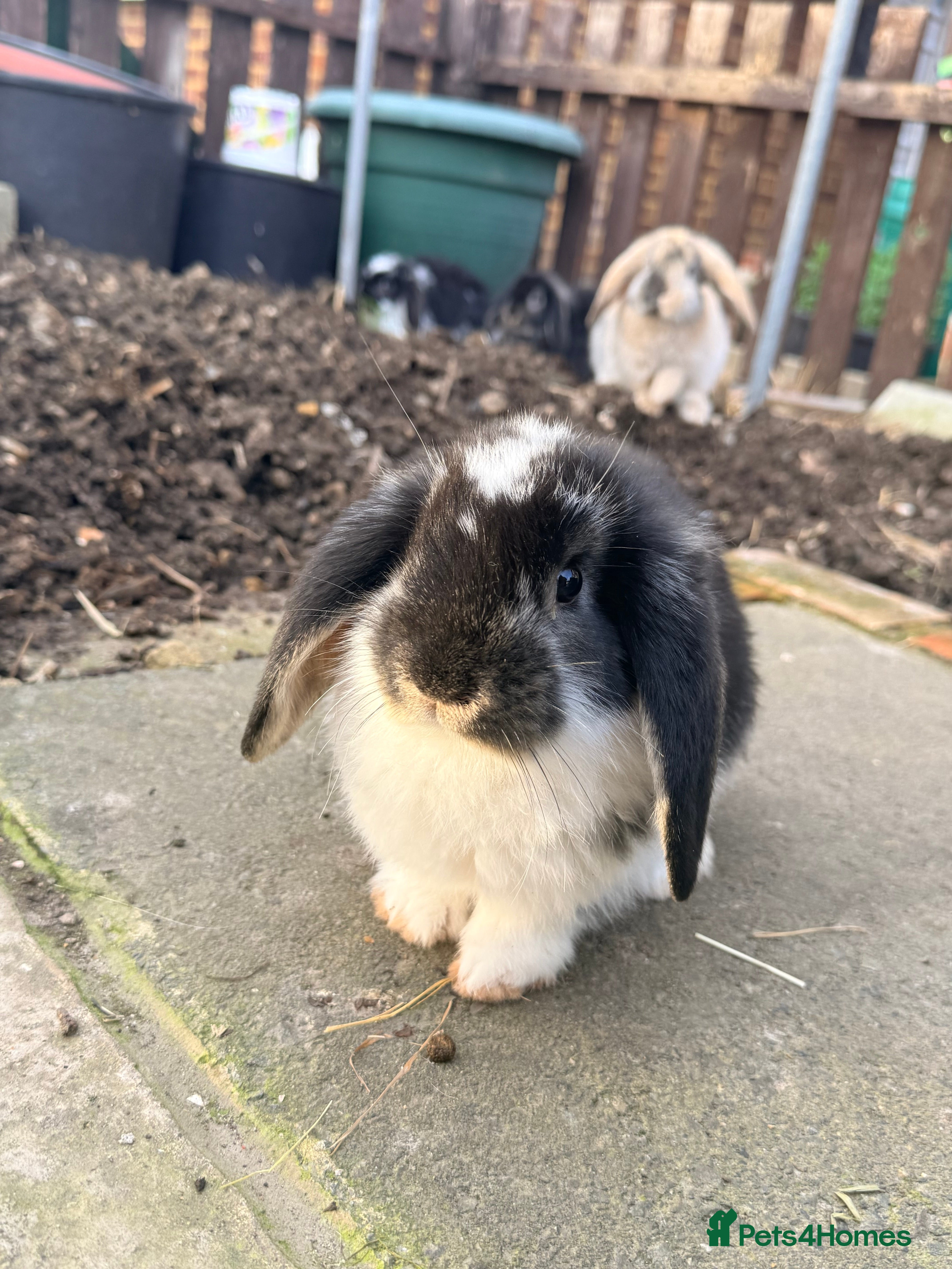 French Lop rabbits Litter Of Giant French Lops🐰 - Advert 6