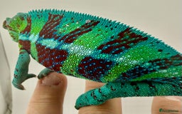 Chameleon reptiles for sale: Ambanja panther chameleon PURPLE  - Image 5