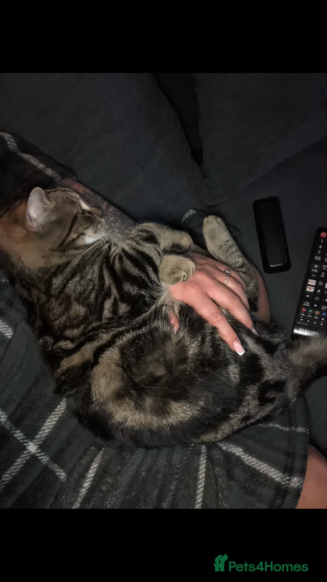 Mixed Breed cats for sale: 2 male American shorthair cross Persian cats in Hinckley - Advert 3