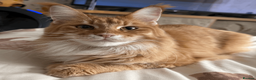 Maine Coon cats for sale: Stunning TICA registered Maine Coon Female - Advert 6