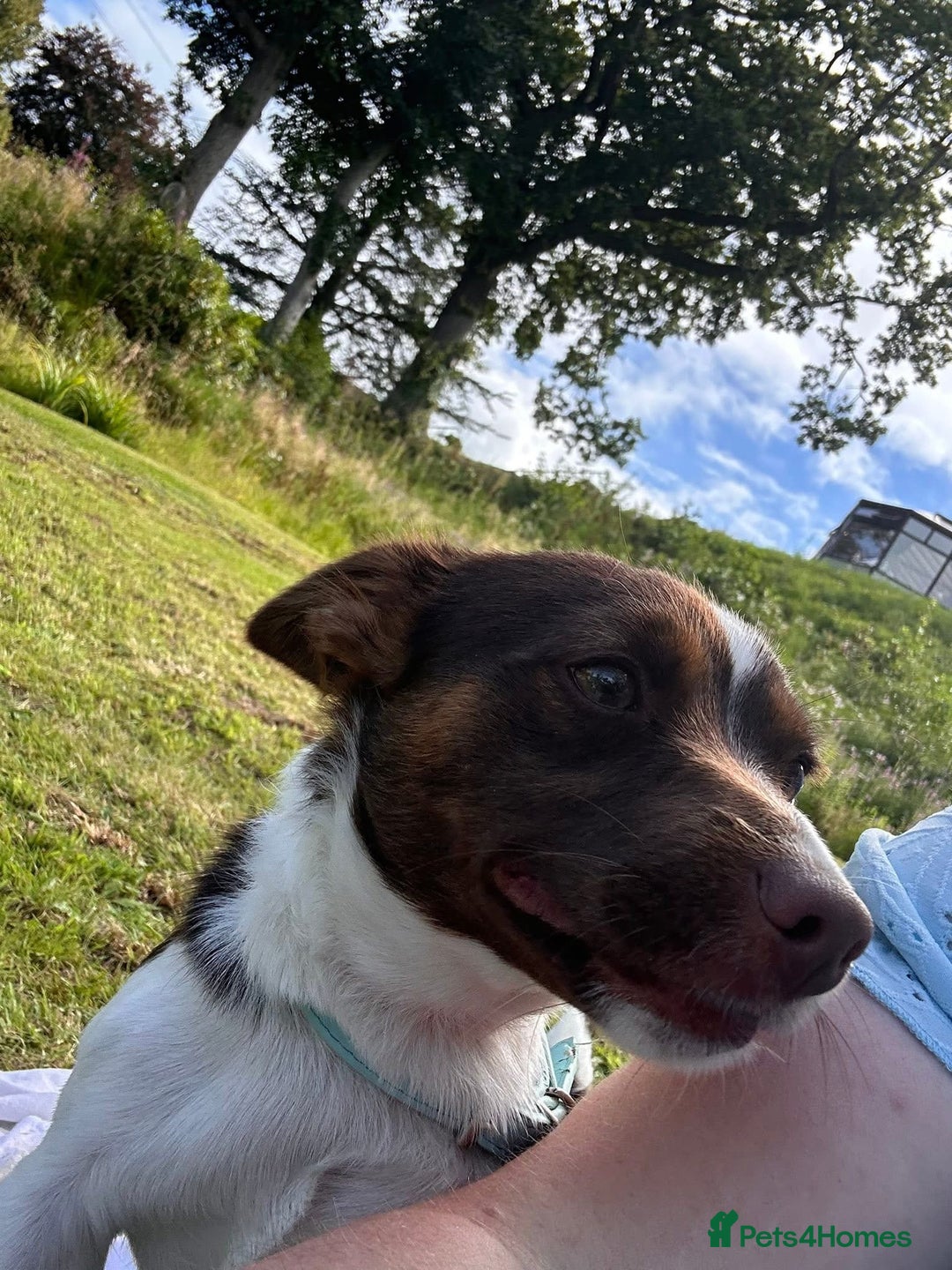 Jack Russell dogs for stud: Chocolate and white miniature Jack Russell stud  - Advert 4