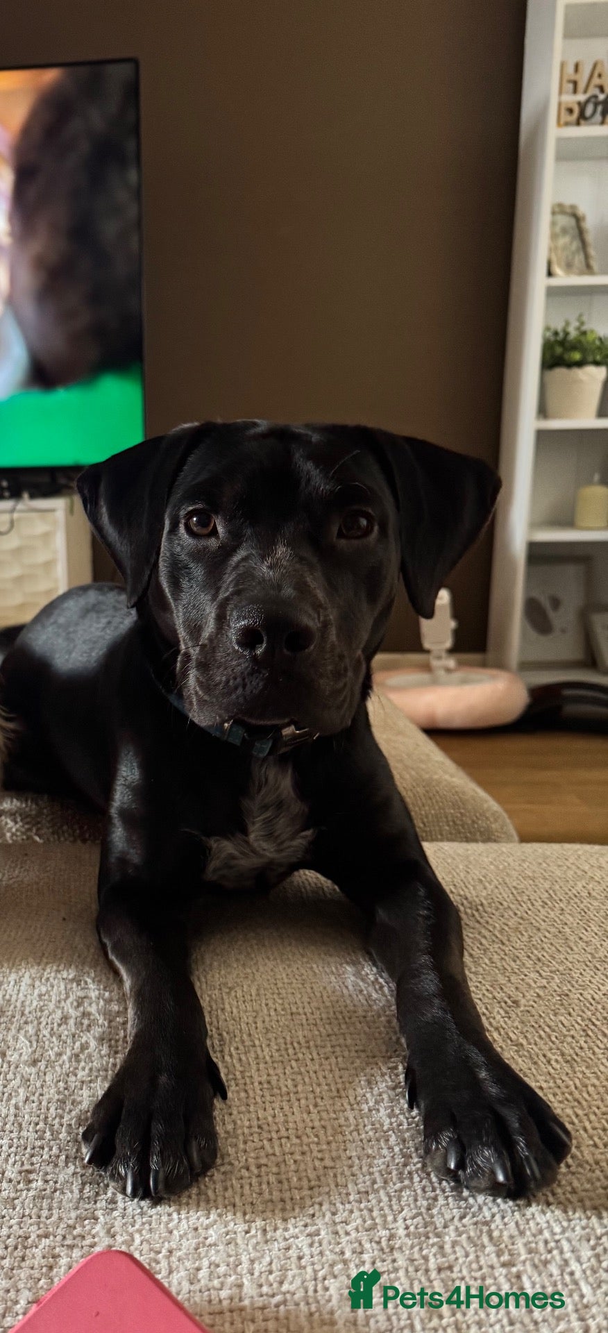 Mixed Breed dogs for sale: Lab X Staffy X Springer spaniel  - Advert 1