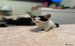 Domestic Shorthair cats for sale: Adorable Black & White Domestic Shorthair Kittens - Image 6