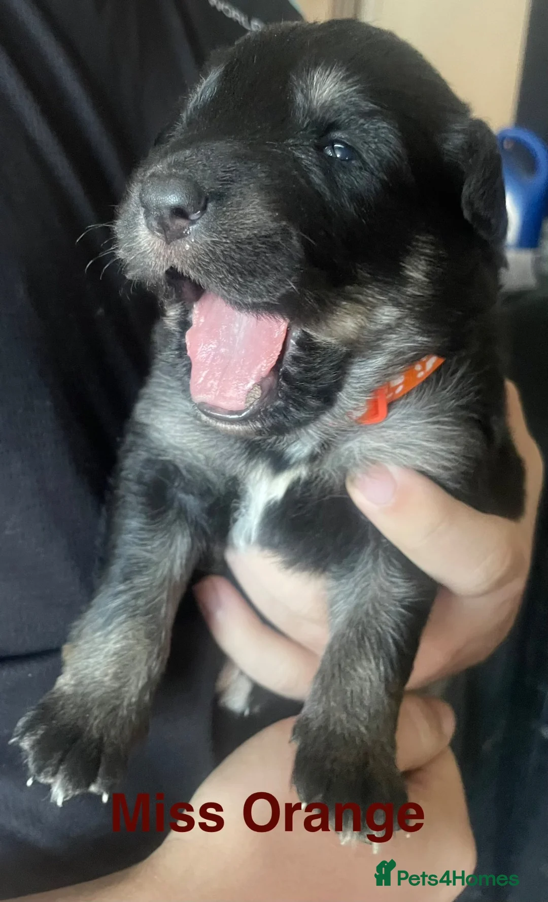 German Shepherd dogs for sale: Straight-Back German Shepherd Puppies  - Advert 2