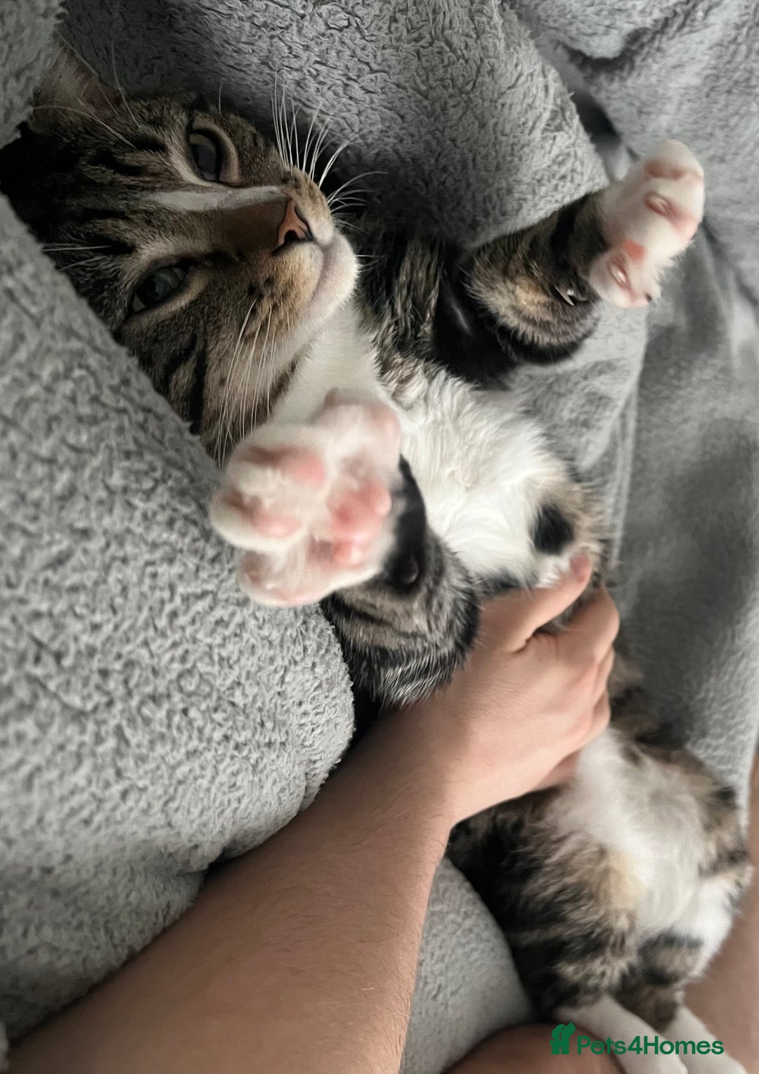 British Shorthair cats for sale: Male cat for sale - Image 3