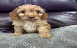 Cockapoo dogs for sale:  Cockapoo puppies  - Image 33