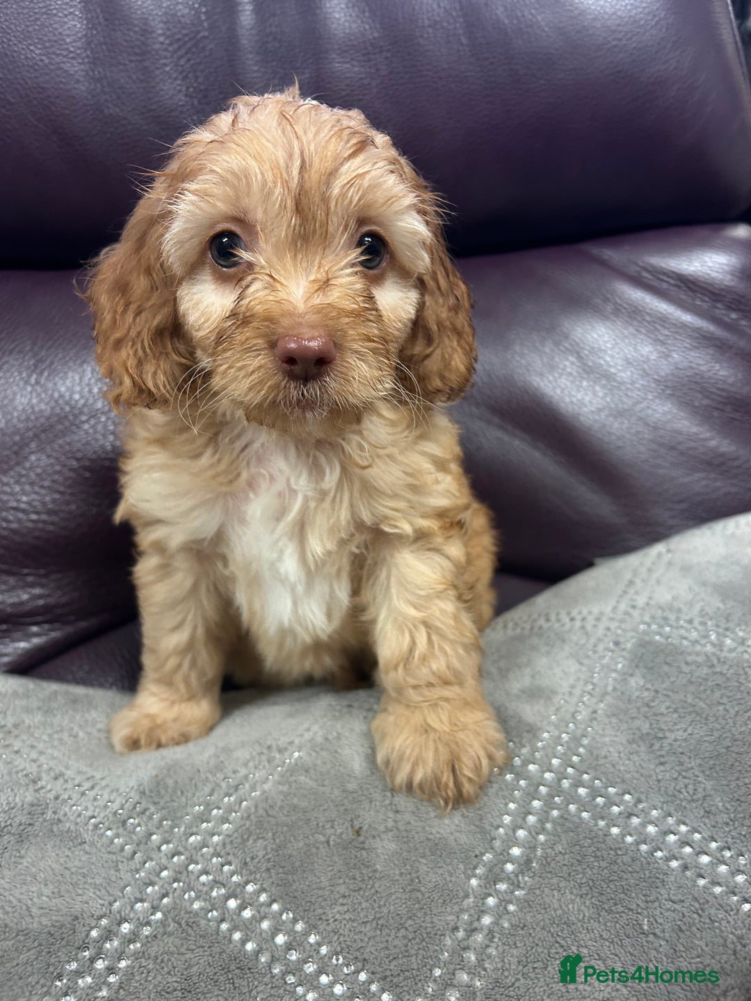 Cockapoo dogs for sale:  Cockapoo puppies  - Image 33