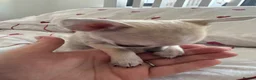 Chihuahua dogs for sale: Chihuahua Girl Ready NOW - Advert 5