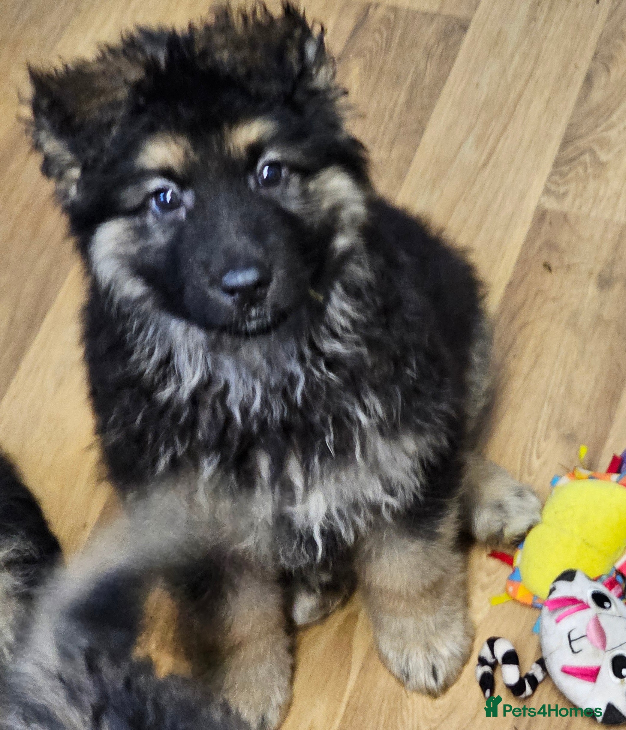 German Shepherd dogs German Shepherd puppies Kc registered  - Advert 3
