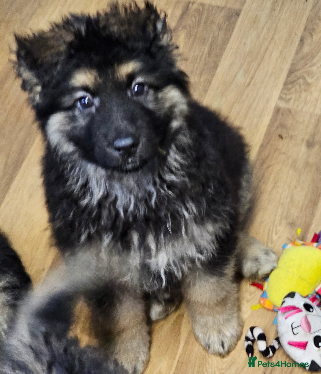 German Shepherd dogs for sale: German Shepherd puppies Kc registered  - Advert 19