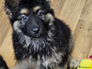German Shepherd dogs German Shepherd puppies Kc registered - Advert 2