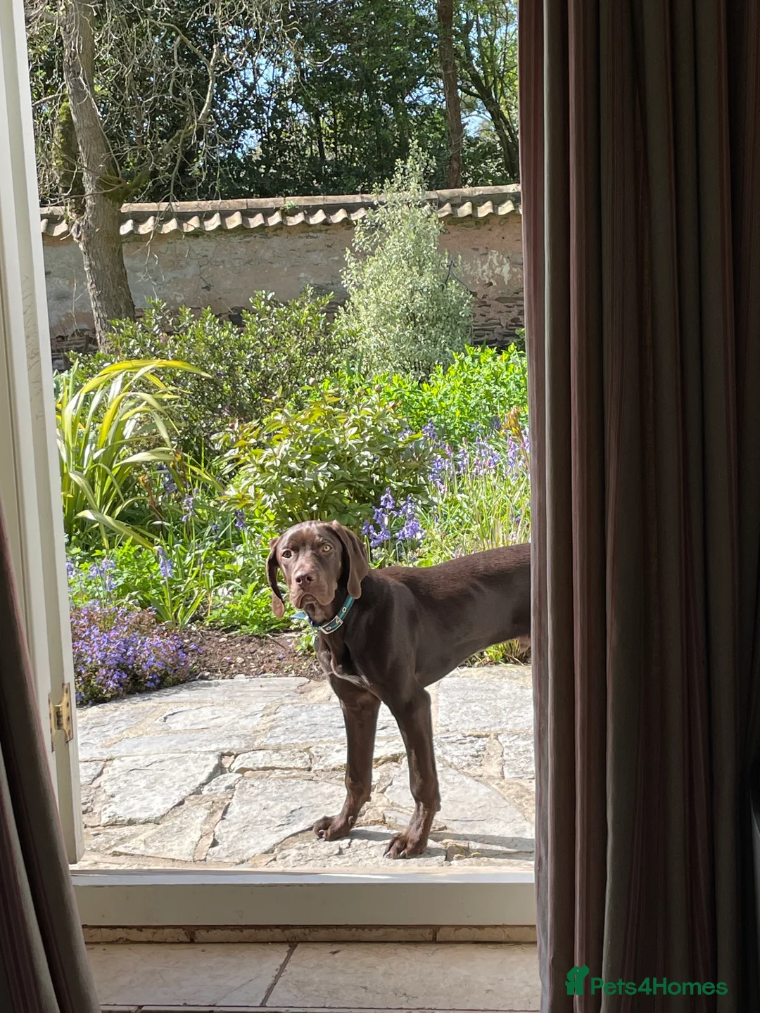 Mixed Breed dogs for sale: Lovable 6month old vizsla cross pointer pup  - Advert 2