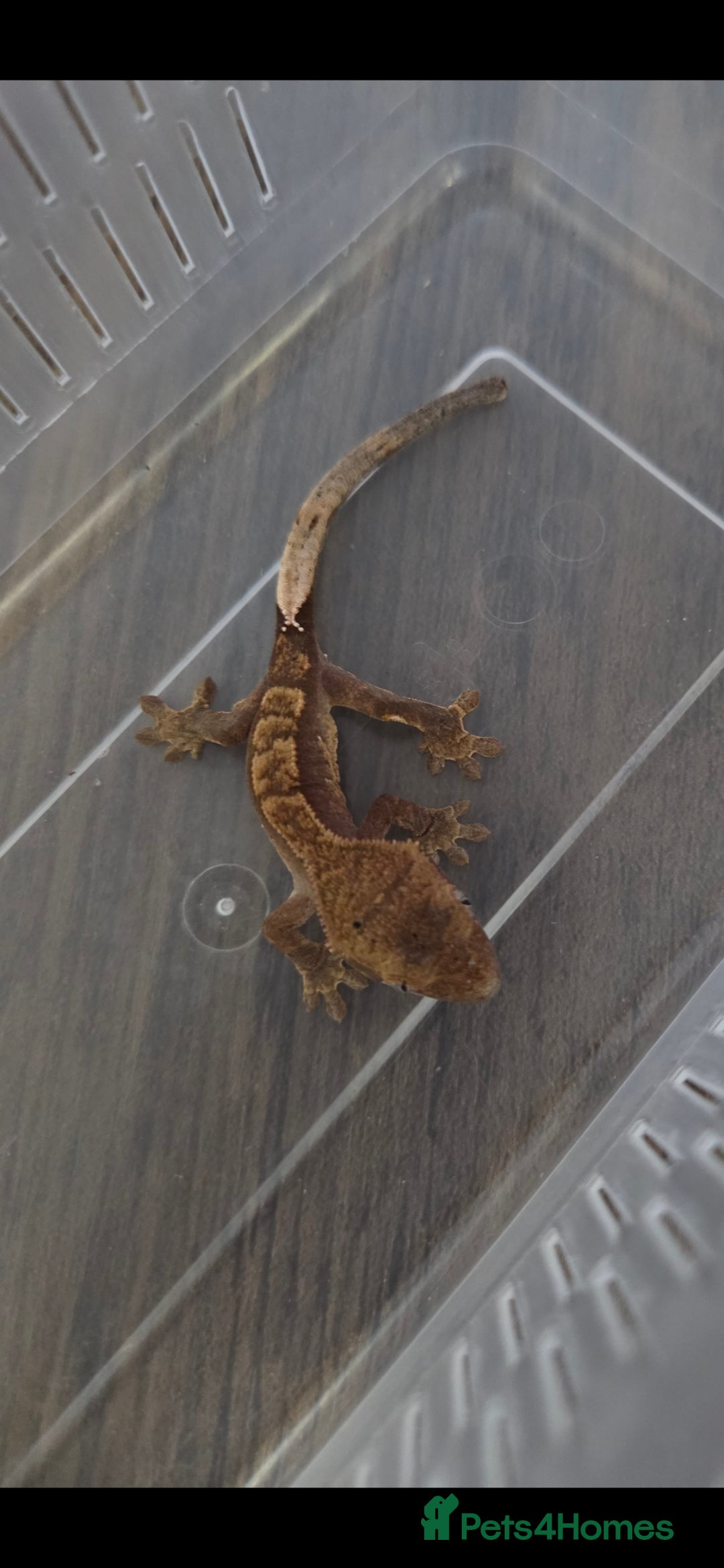 Gecko reptiles for sale: Baby crested gecko  - Image 2