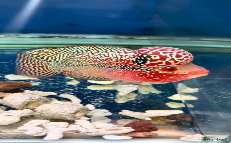 Rainbow Fish fish - Advert 1