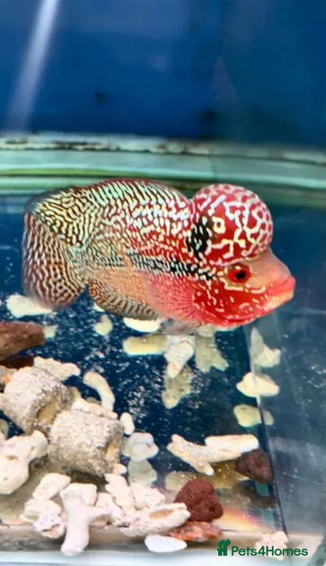 Rainbow Fish fish for sale: Flowerhorn Aquarium Fish - Image 1